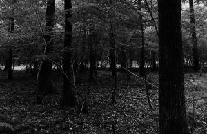 A black and white photo of a forest